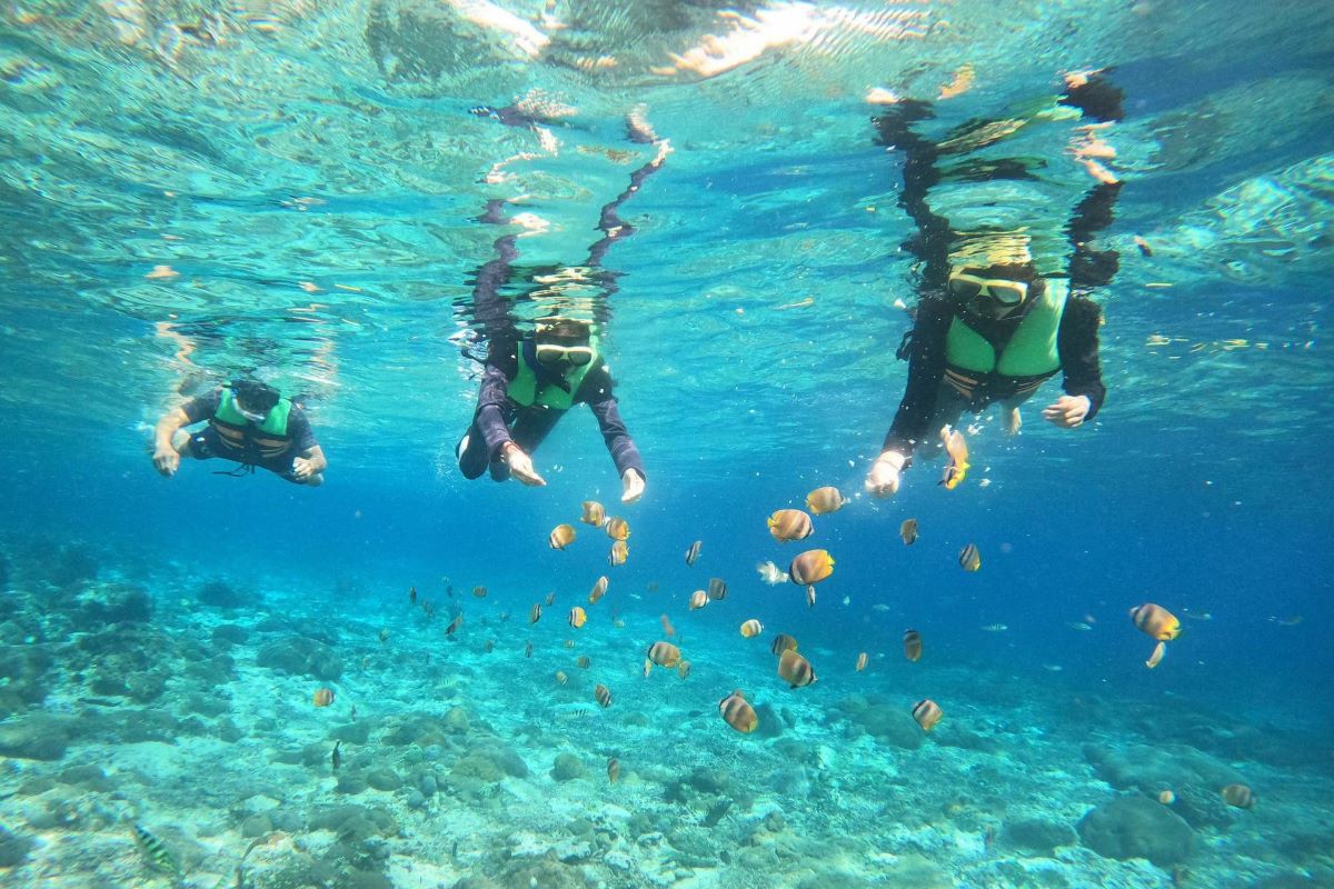 Snorkeling Pertama Kali? Coba Paket Pemula Terbaik di Nusa Penida!