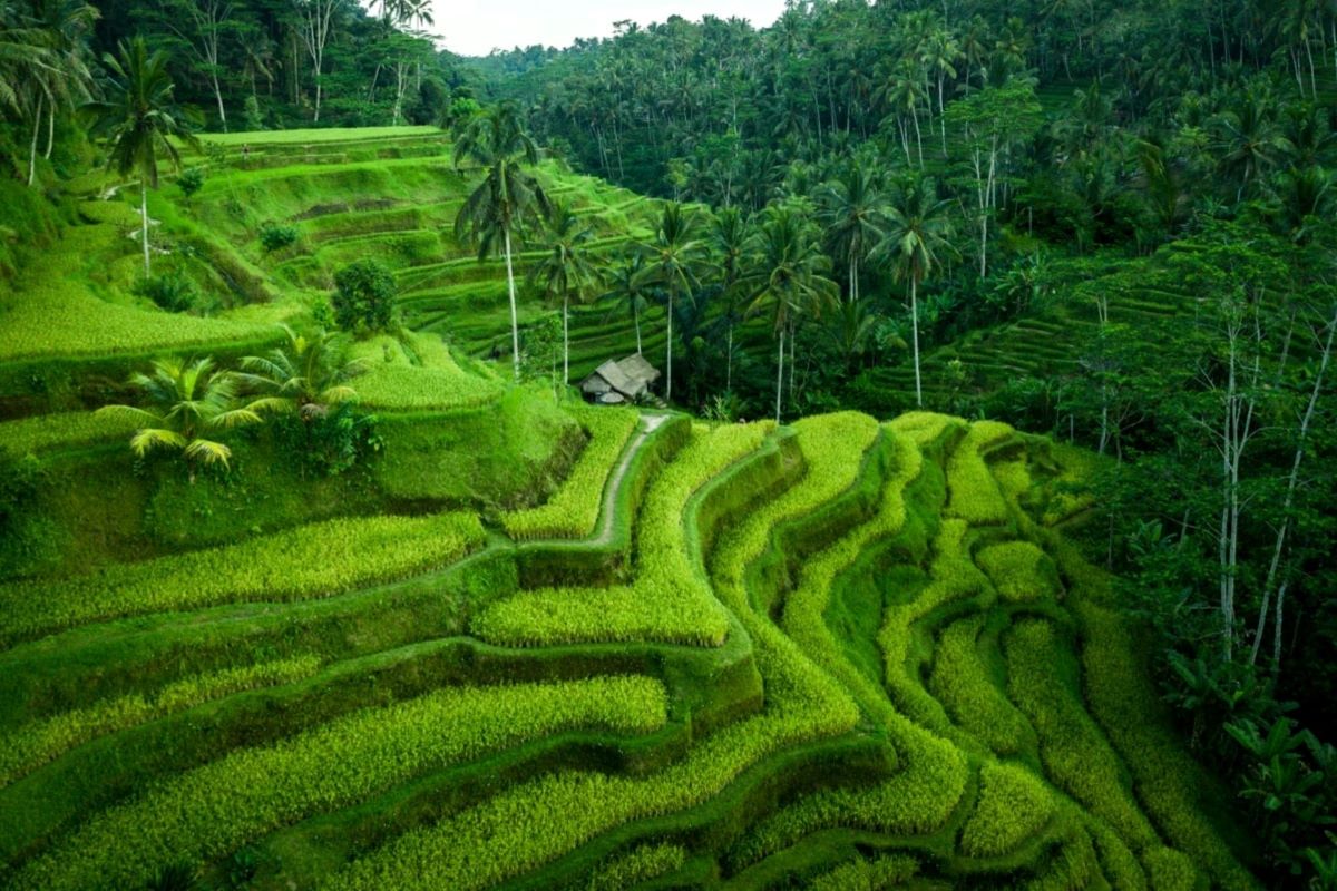 Harga Tiket Tegalalang Rice Terrace 2026 Murah Meriah Buat Liburan Seru di Bali Bareng Sopir Lokal